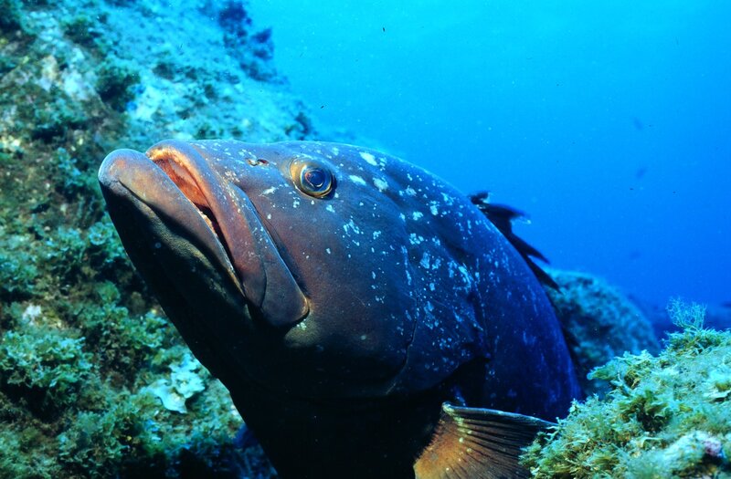Grouper Fish Underwater — Blue, Serene