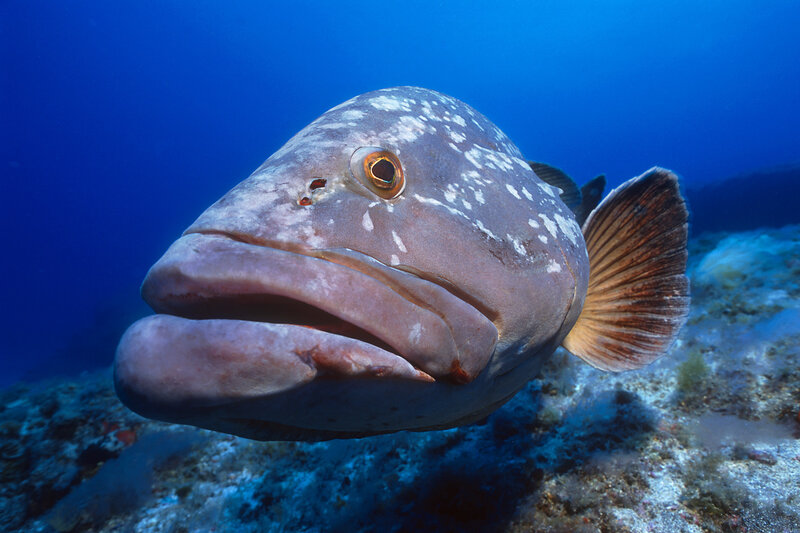 Grouper Fish Underwater — Blue