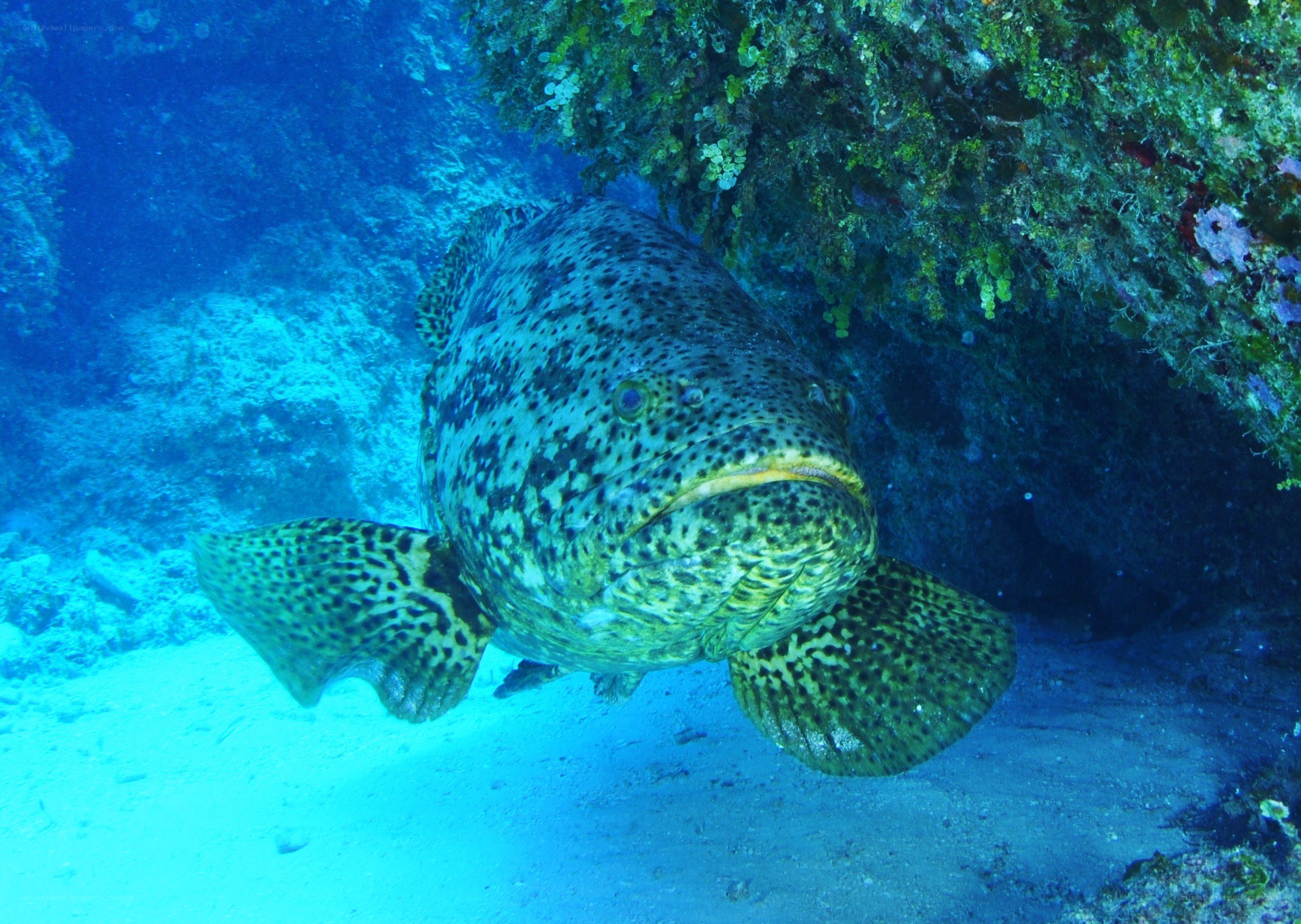 grouper fish underwater