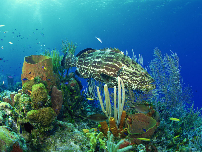 Grouper in coral reef