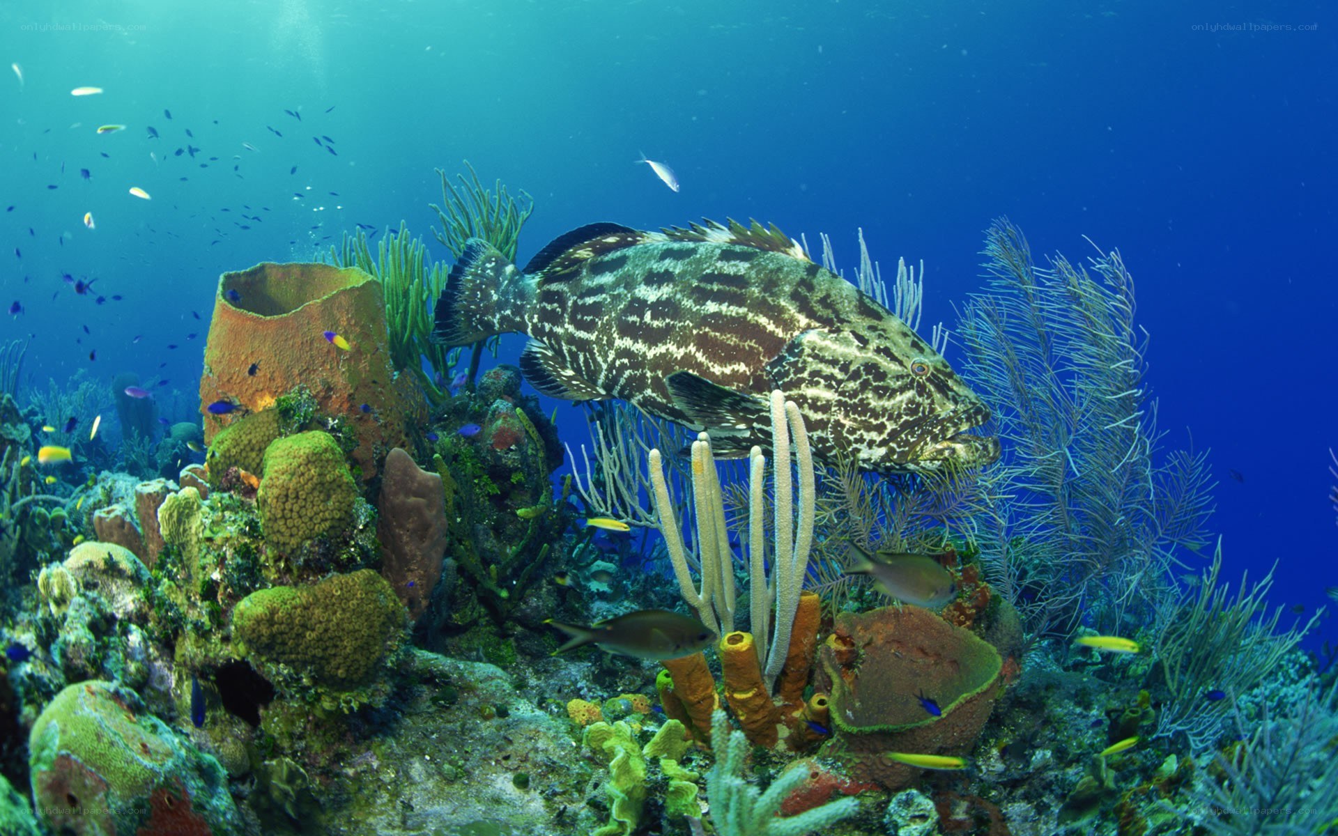Grouper in coral reef