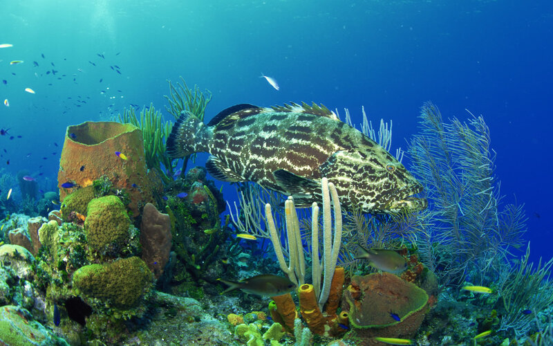 Grouper in coral reef