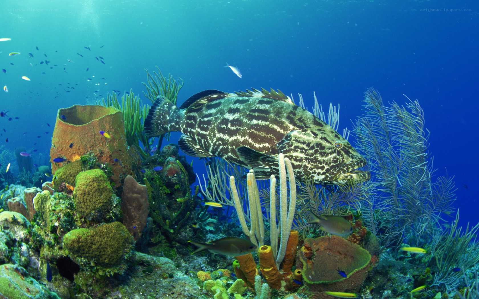 Grouper in coral reef