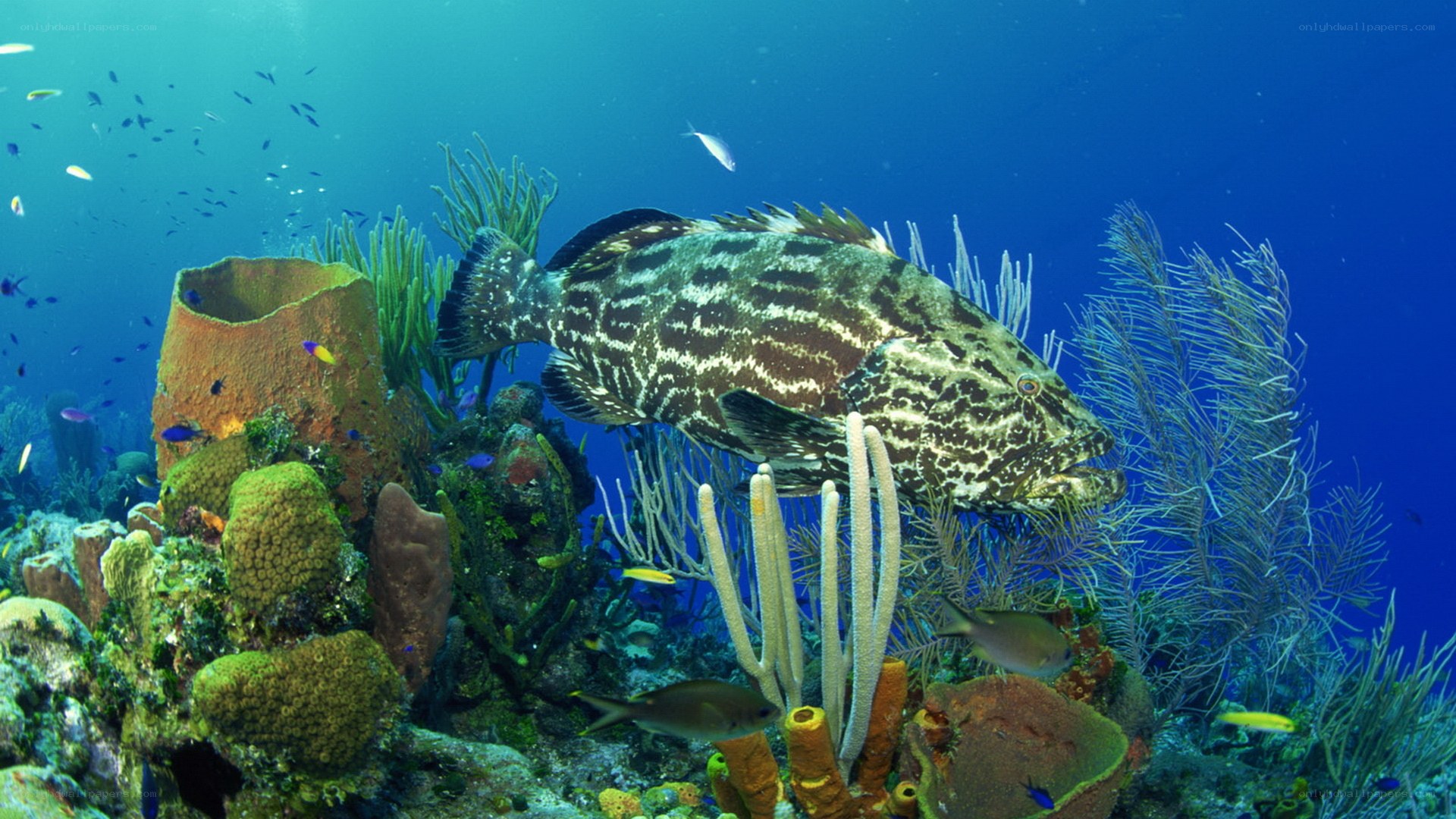 Grouper in coral reef