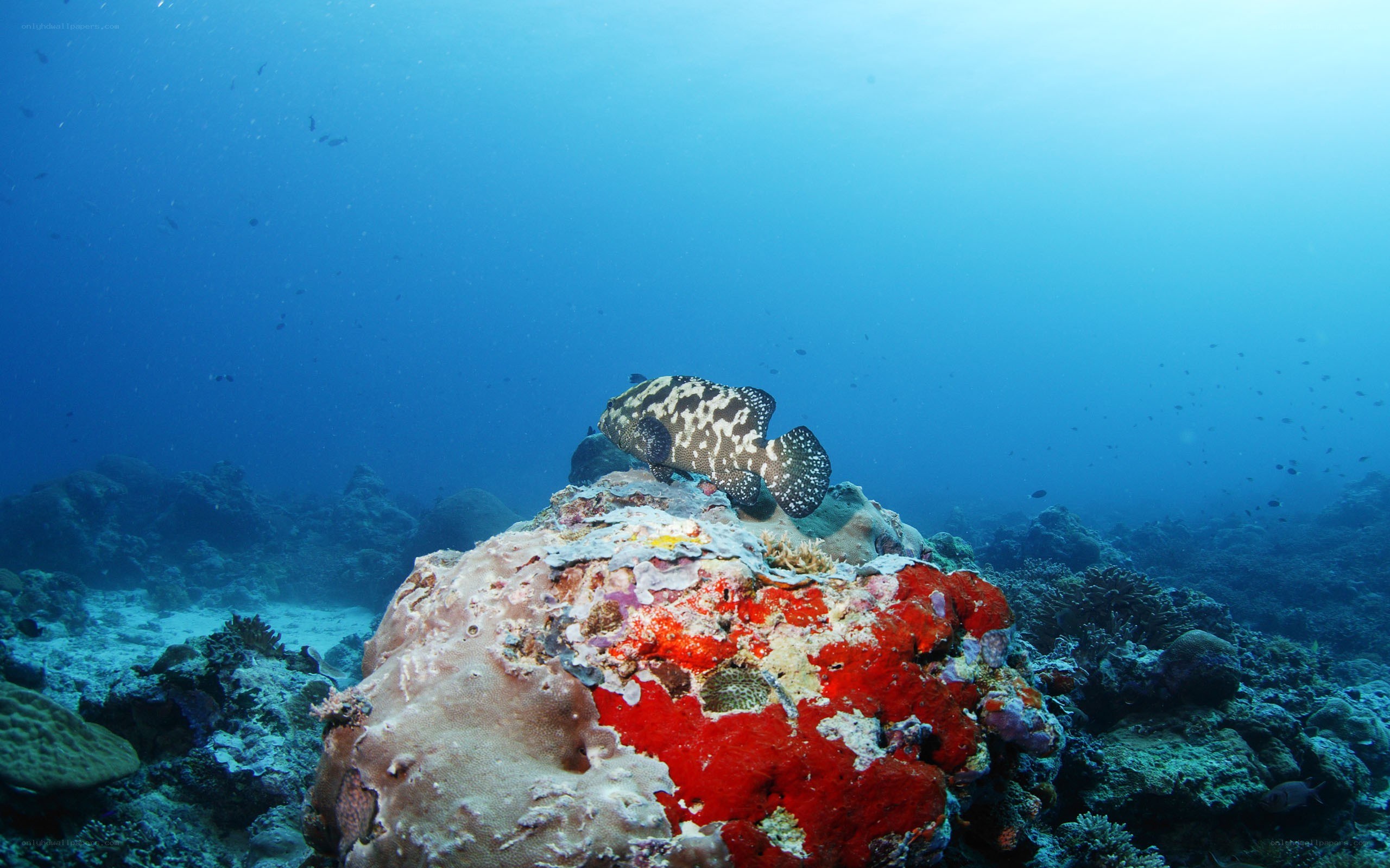 Grouper on coral reef