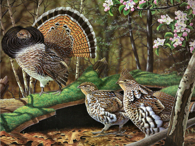 Grouse in Forest