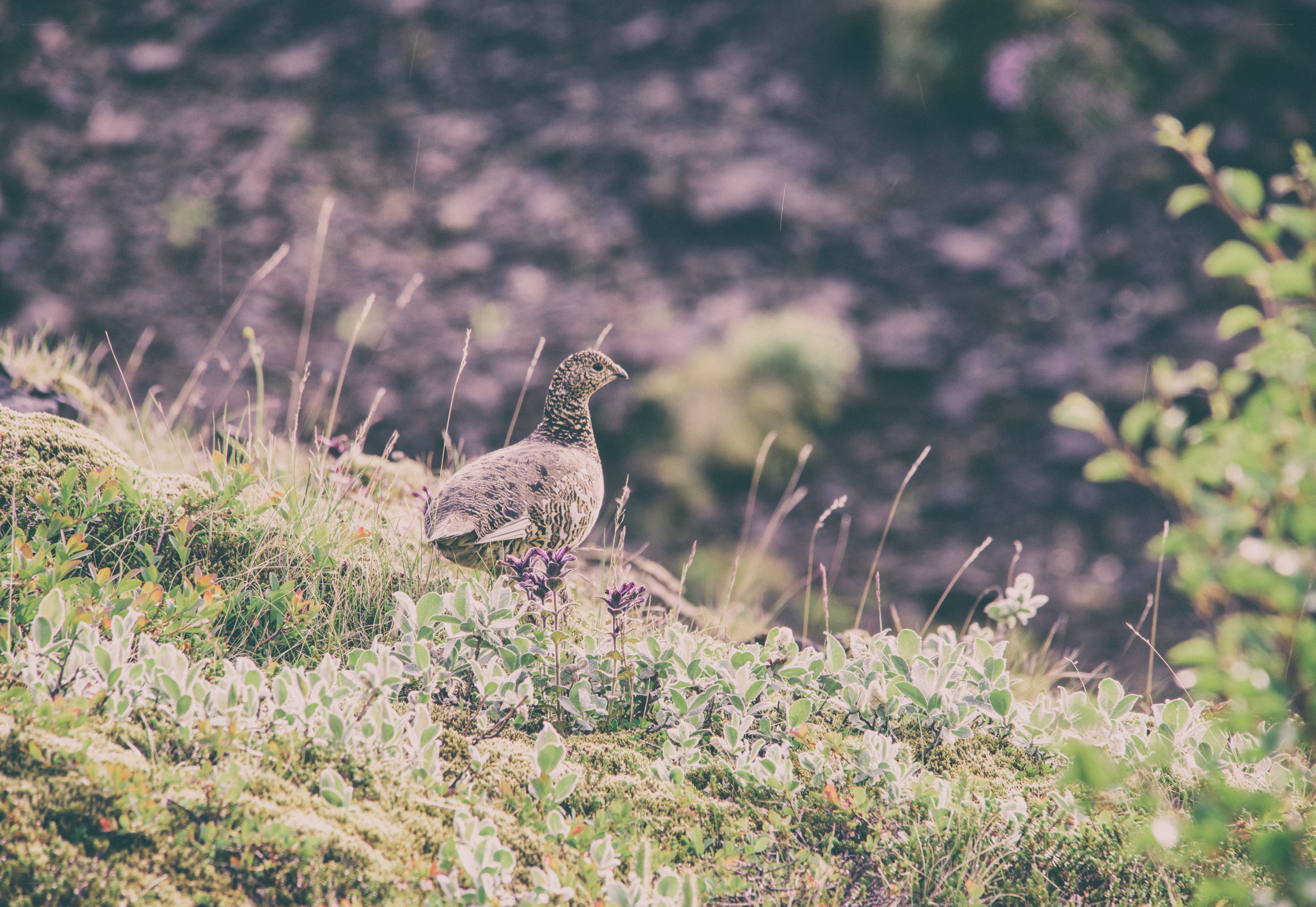 Grouse on a mossy hillside