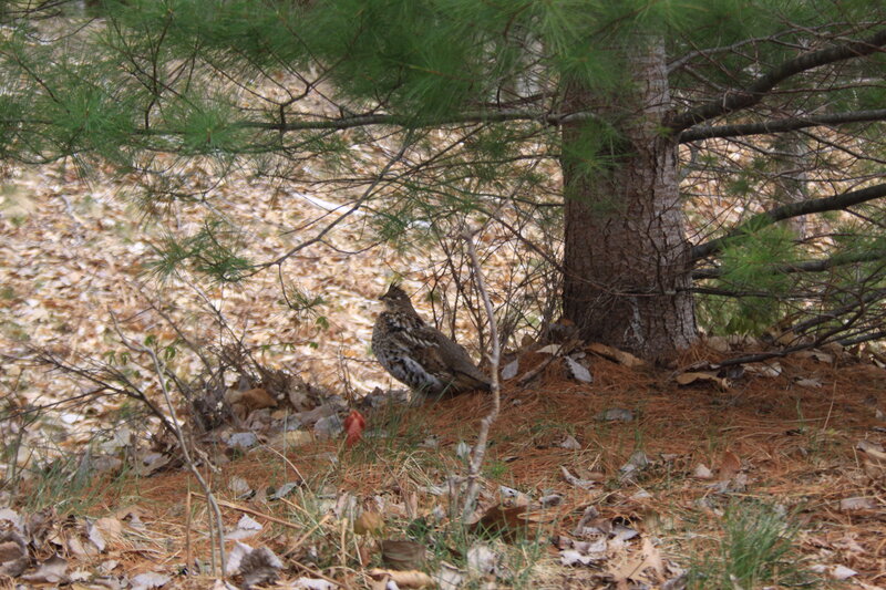 Grouse under Pine Tree