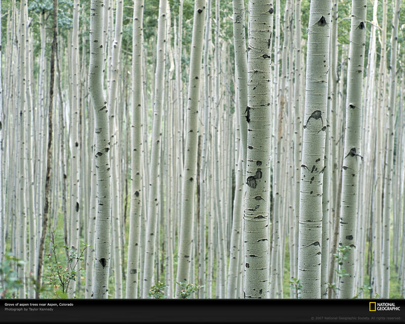 Grove of Aspen Trees
