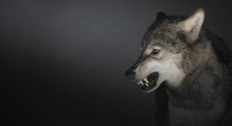 Growling Wolf
