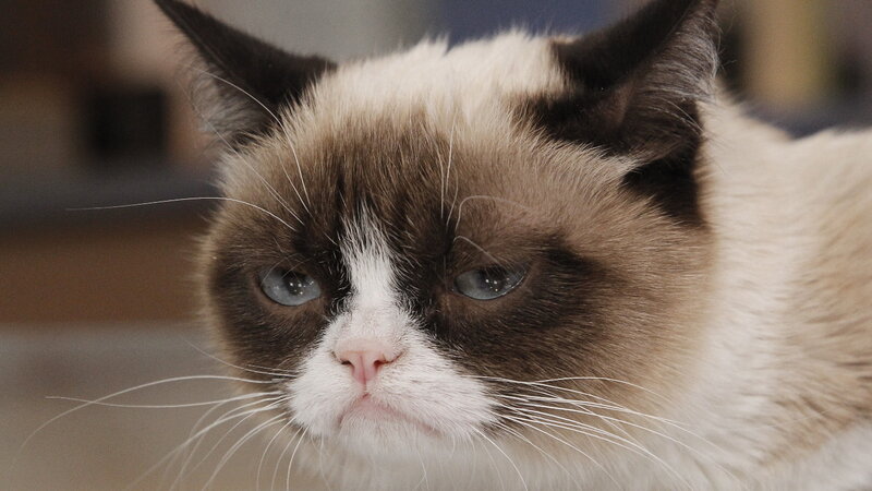 Grumpy Cat — Brown