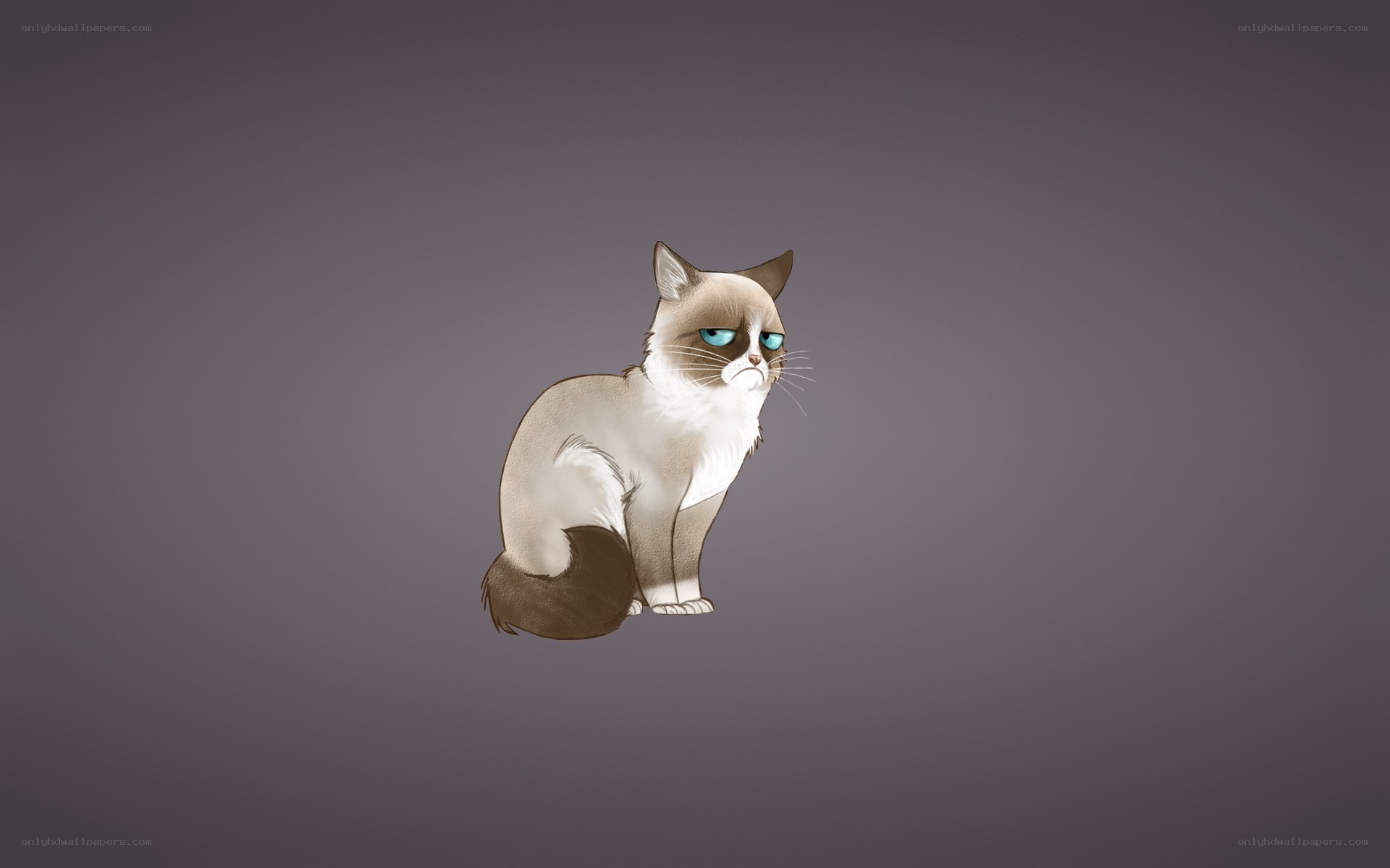 grumpy cat illustration