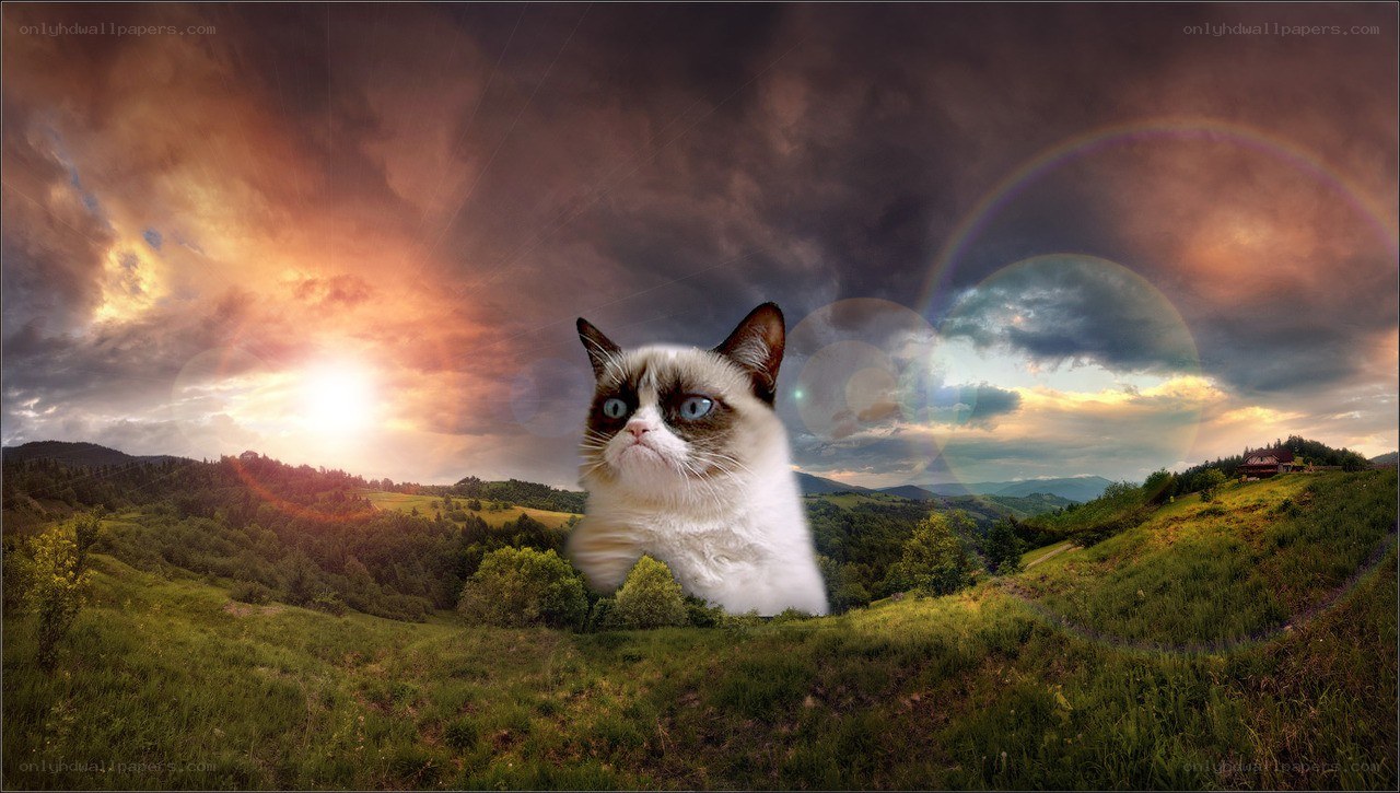 Grumpy cat in a scenic landscape