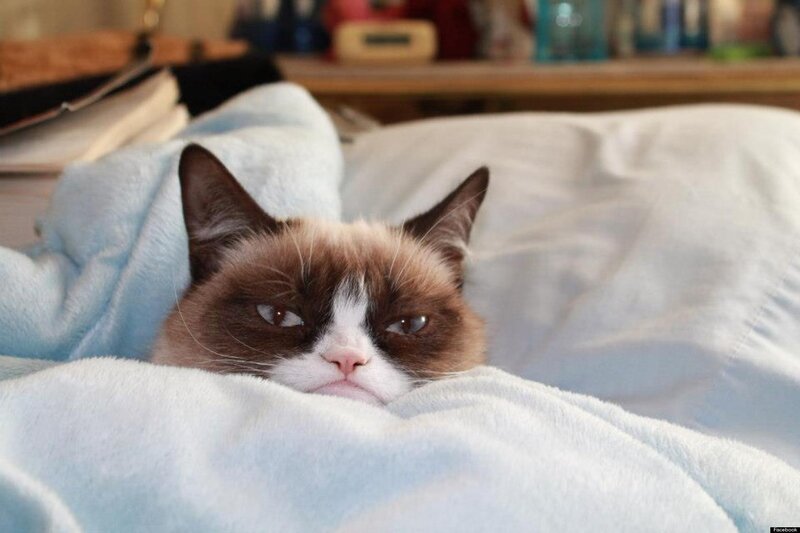 Grumpy Cat in Blanket