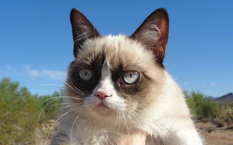 Grumpy Cat in Desert — Blue