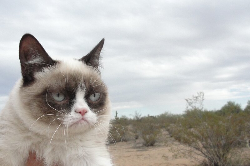 Grumpy Cat in Desert — White, Overcast, Photograph