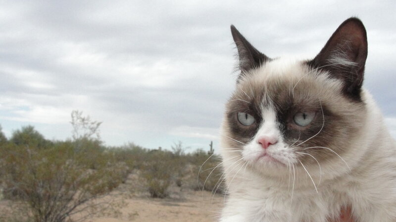 Grumpy Cat in Desert — White, Overcast