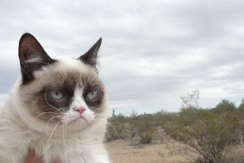 Grumpy Cat in Desert — White