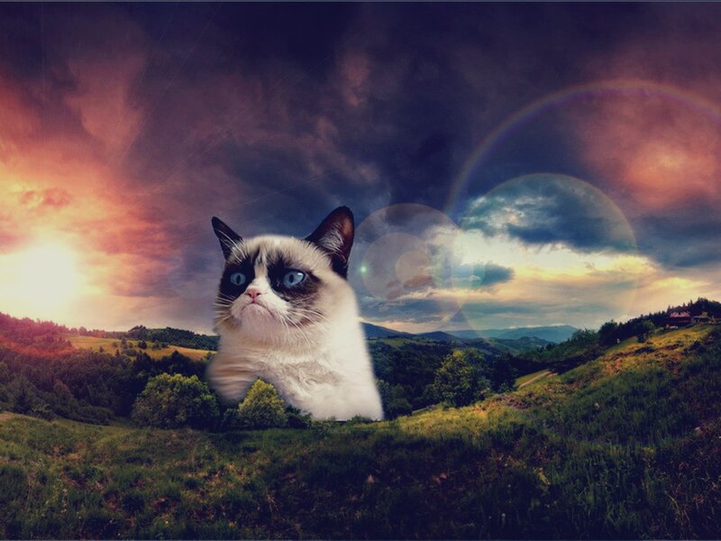 Grumpy Cat in Field — Green