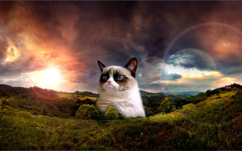 Grumpy Cat in Field