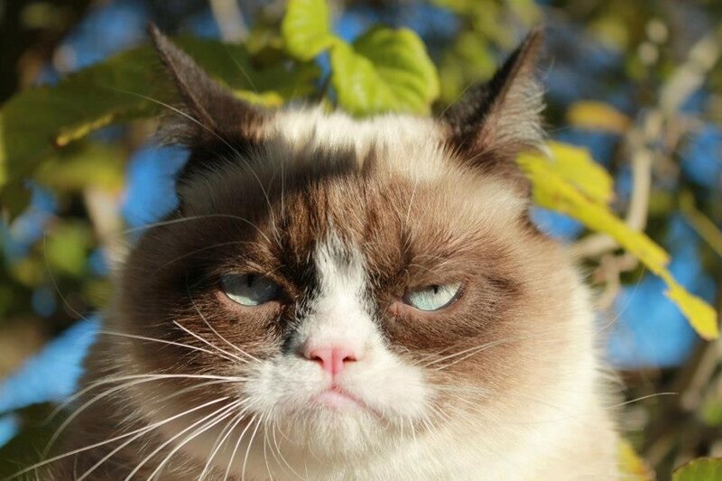 Grumpy Cat in Foliage