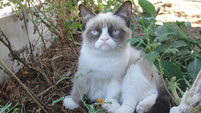 Grumpy Cat in Garden