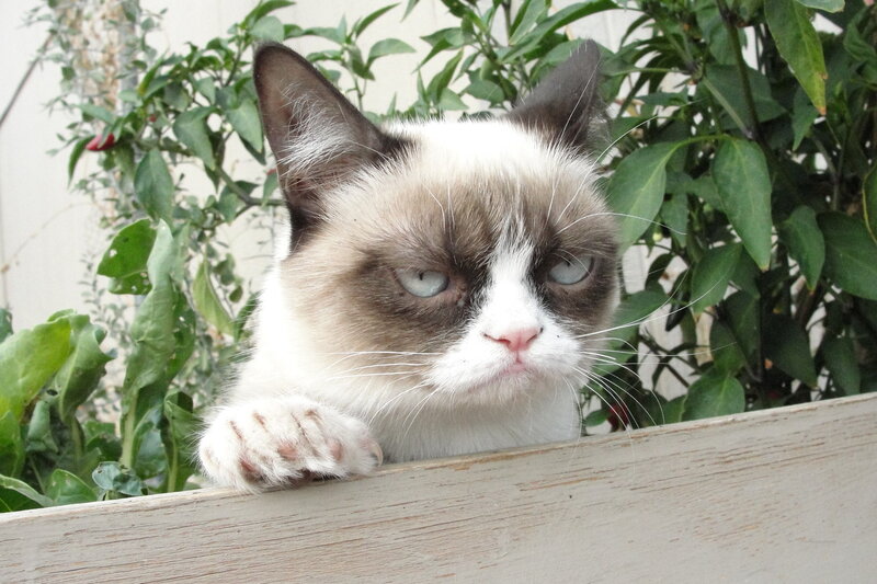 Grumpy Cat in Planter