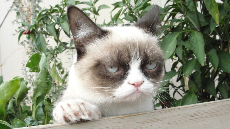 Grumpy Cat in Plants