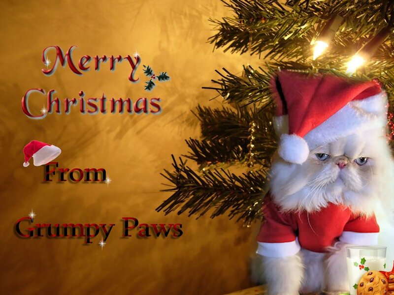 Grumpy Cat in Santa Outfit