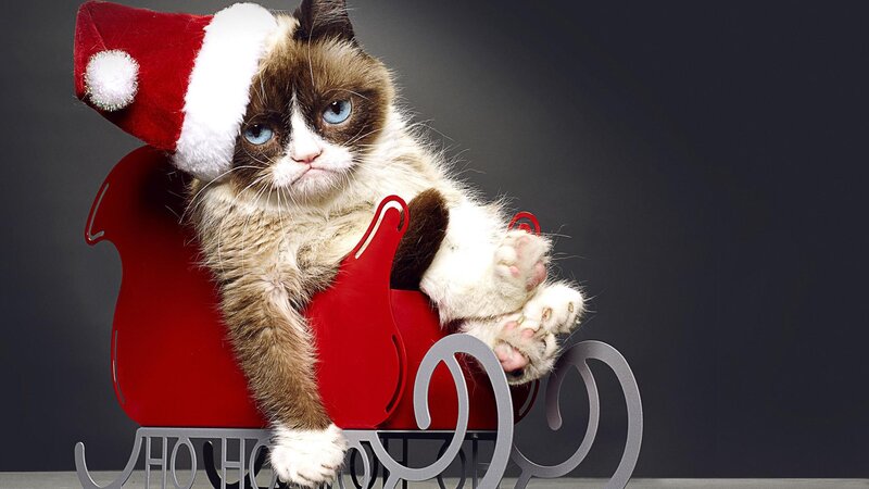 Grumpy Cat in Sleigh
