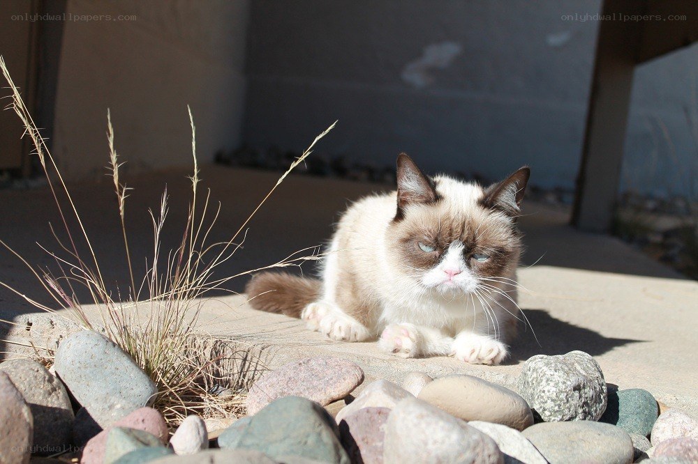 Grumpy cat in the sun