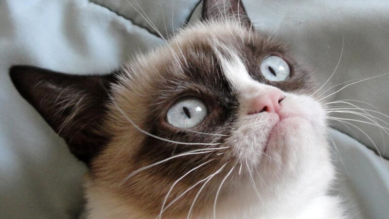 Grumpy Cat Looking Up