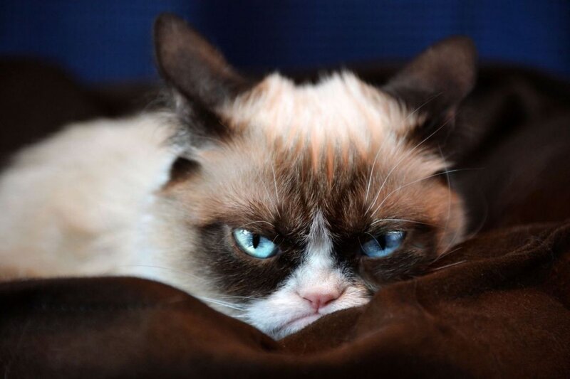 Grumpy Cat Lying Down — Brown, Calm