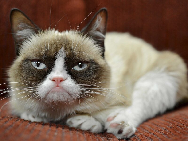 Grumpy Cat Lying Down — Brown, Neutral