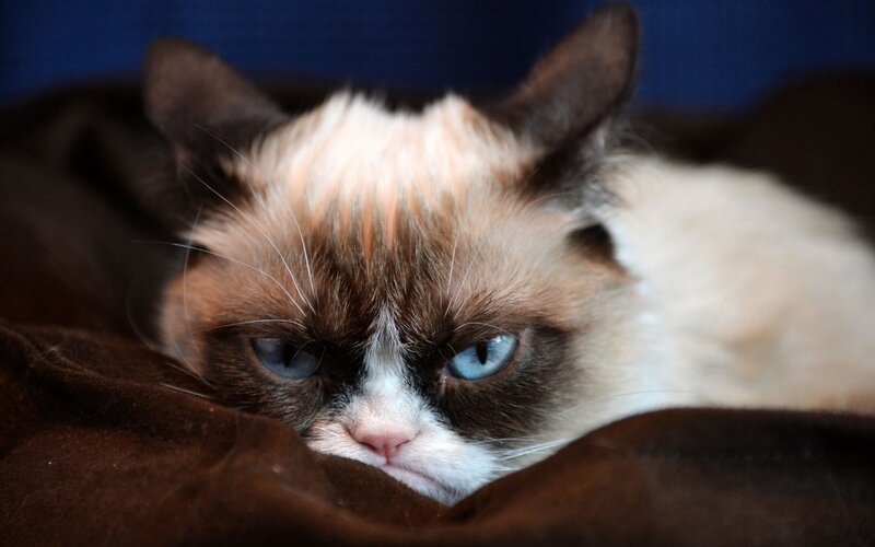 Grumpy Cat Lying Down — Brown