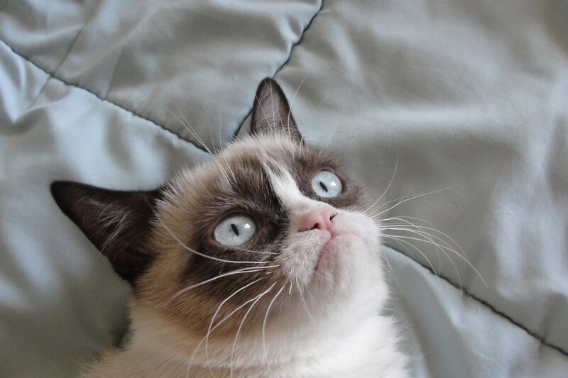 Grumpy Cat Lying Down — Gray