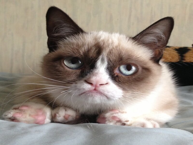 Grumpy Cat Lying Down