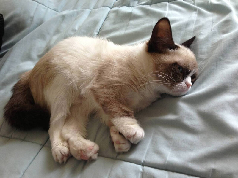 Grumpy Cat Lying Down — White, Calm