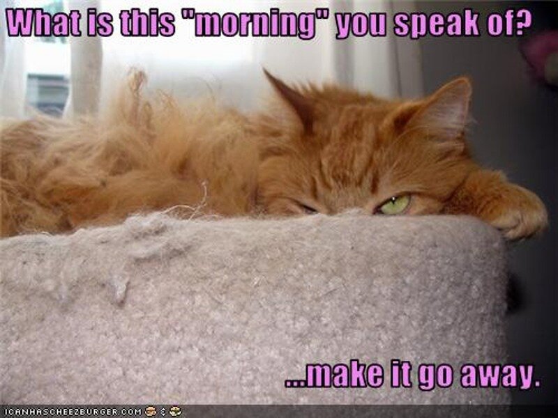 grumpy cat meme