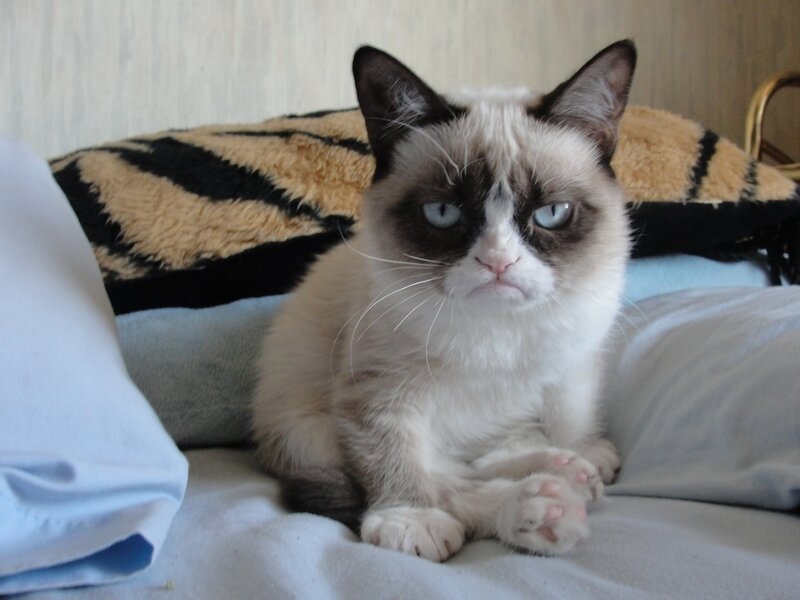 Grumpy Cat on Bed — White