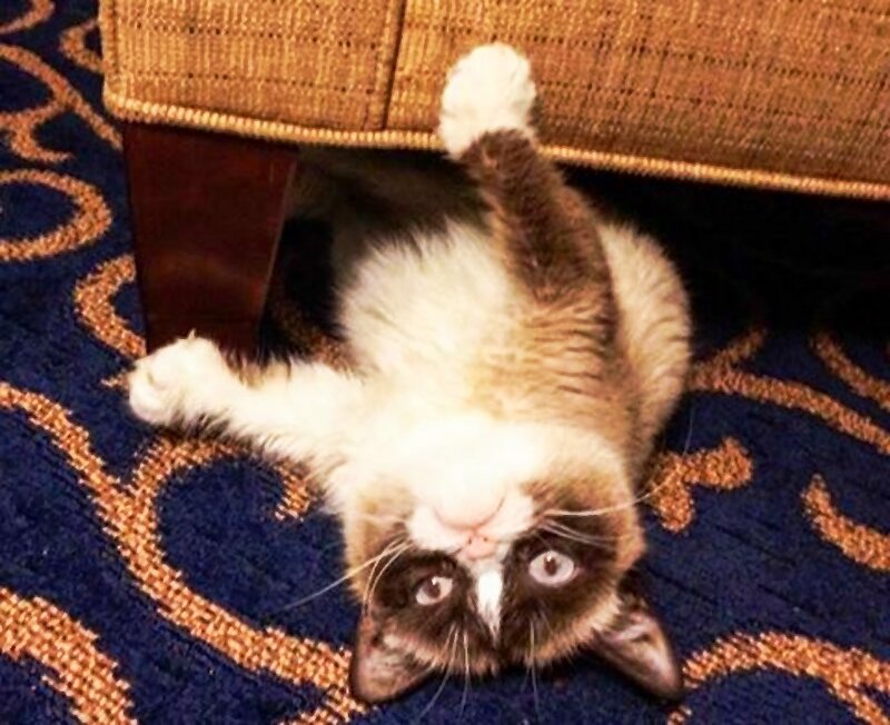 Grumpy Cat on Carpet