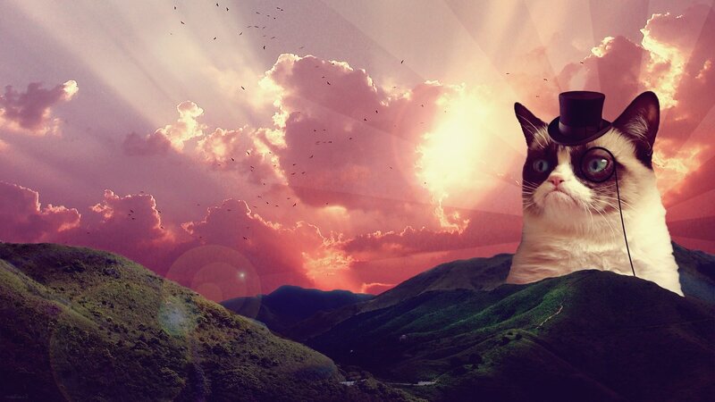 Grumpy Cat on Hills