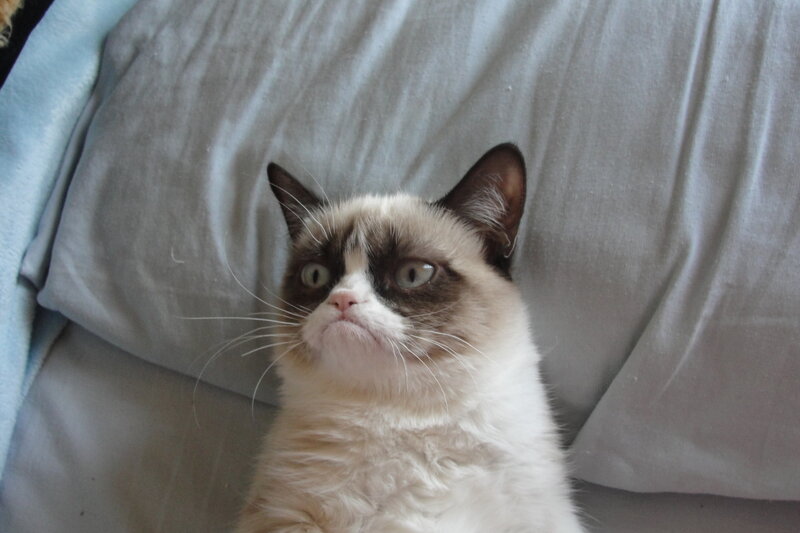 Grumpy Cat on Pillow