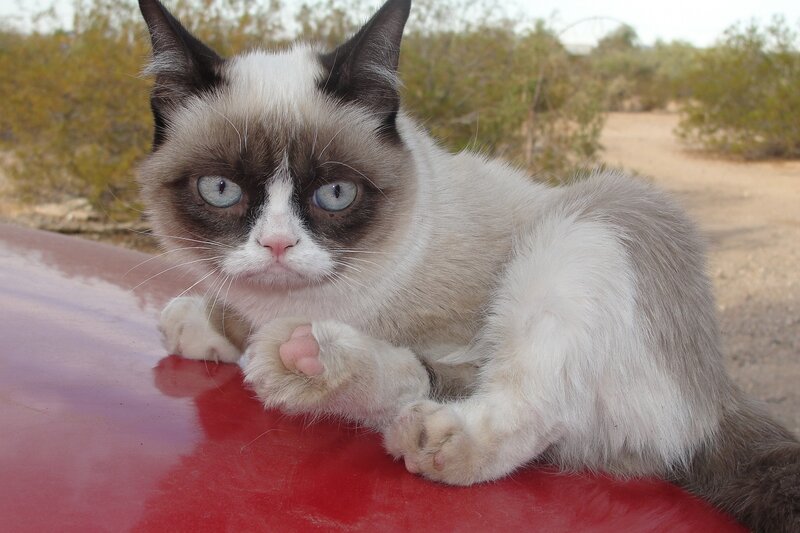 Grumpy Cat on Red Surface