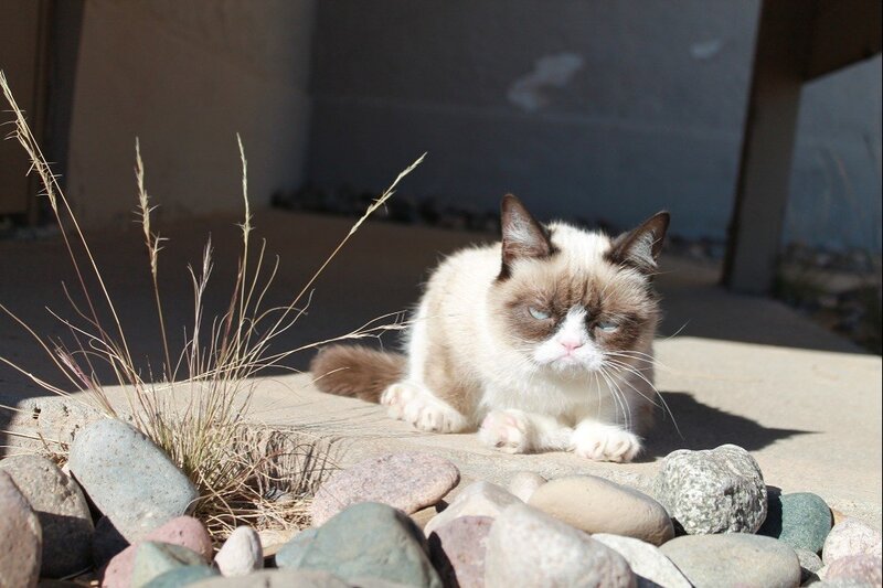 Grumpy Cat on Rocks — White