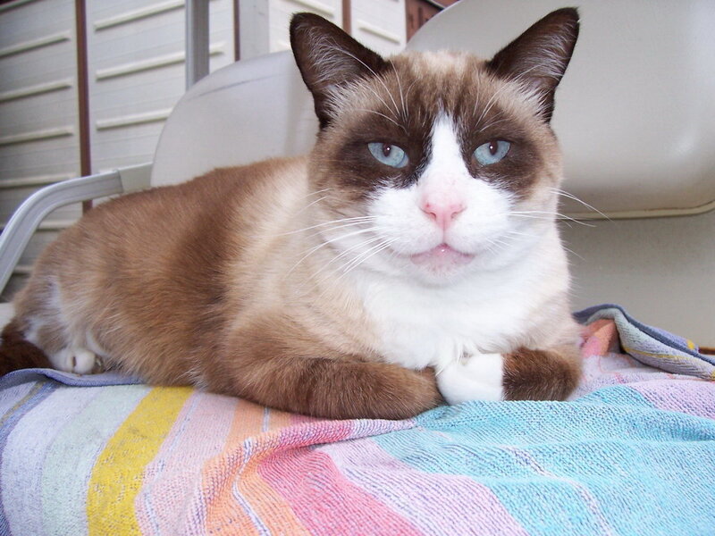 Grumpy Cat on Towel