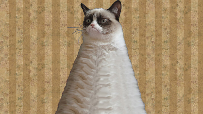 Grumpy Cat — White