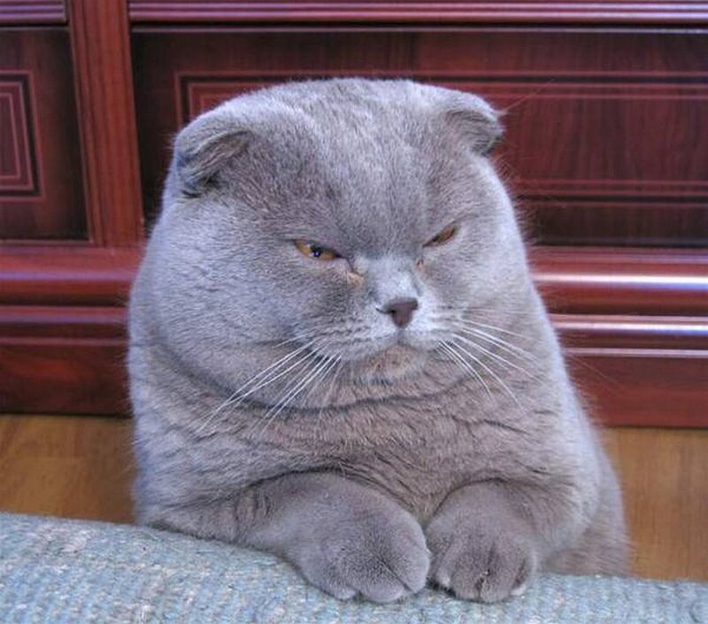 grumpy gray cat