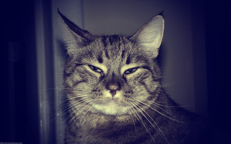 grumpy tabby cat portrait
