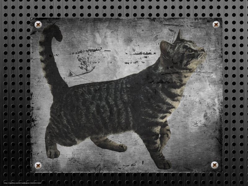 grungy cat on metal plate